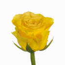 Blondine! rose plant